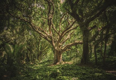 Obrazek Natura Las Drzewo Konary Gałęzie