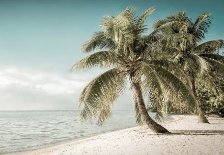 Obrazek Natura Plaża Palmy Piasek Słońce