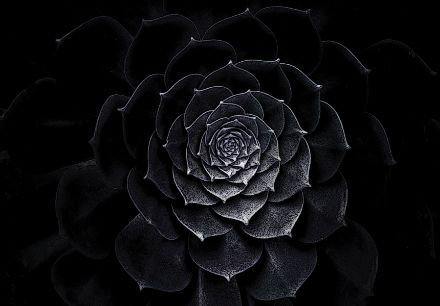 Obrazek Natura Kwiaty Czarny Sukulent Kaktus