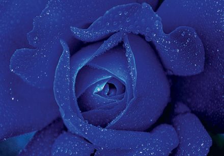 Obrazek Natura Kwiaty Niebieska Kobaltowa Róża