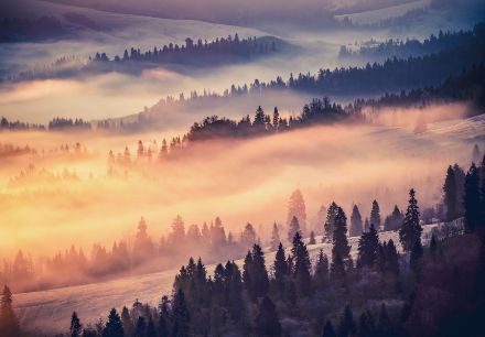 Obrazek 13572 - Der Wald im Nebel
