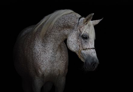 Obrazek Zwirzęta Konie Biały Szary Rumak