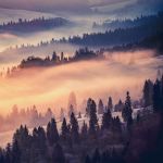 Obrazek 13572 - Der Wald im Nebel