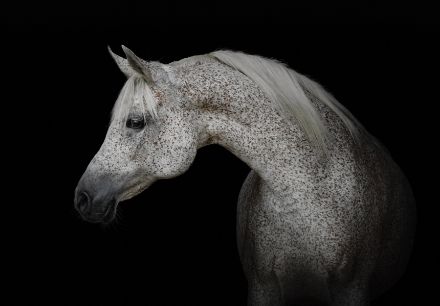 Obrazek Zwirzęta Konie Biały Szary Rumak