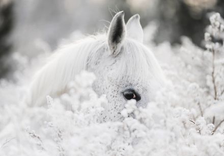 Obrazek Zwirzęta Konie Biały Romantyczny Rumak