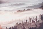Obrazek 13573 - Der Wald im Nebel