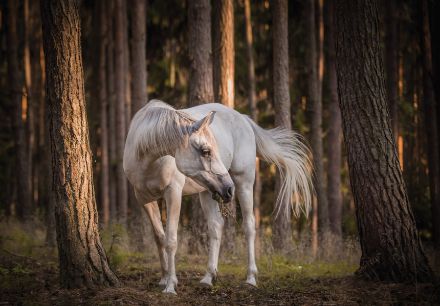 Obrazek Zwirzęta Koń Biały Między Drzewami
