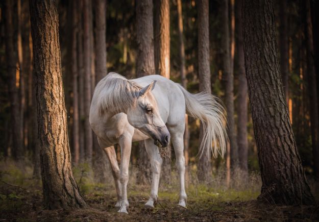 Obrazek 13599 - Weißes Pferd im Wald