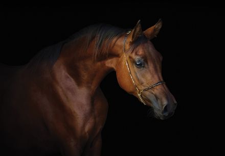 Obrazek Zwierzęta Konie Brązowy Koń Portret