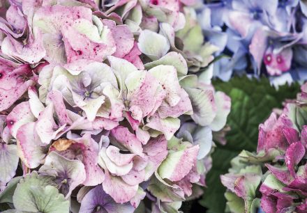 Obrazek Natura Kwiaty Hortensje Pastele Makro