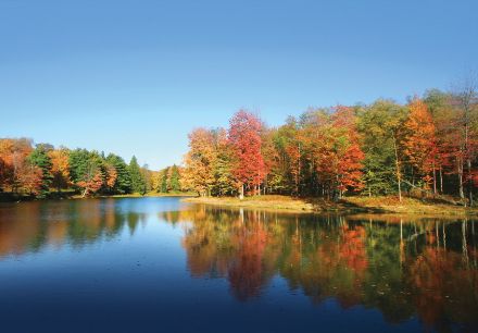 Obrazek Natura Las Jezioro Jesień Krajobraz