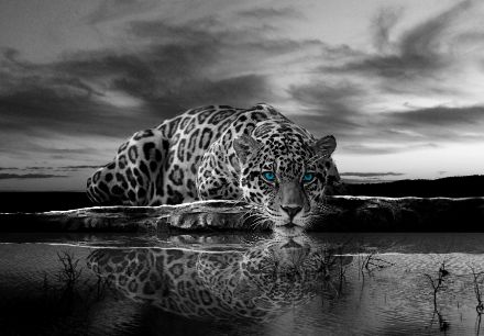 Obrazek Zwierzęta Koty Jaguar Niebieskie Oczy