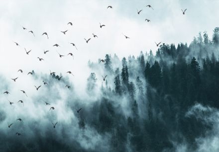 Obrazek 12394 - Vögel im Nebel