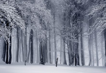 Obrazek Natura Las Zima Drzewa Śnieg