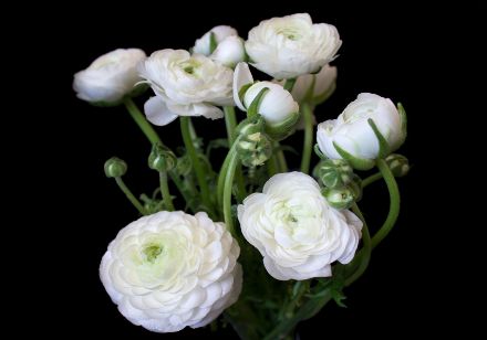 Obrazek Natura Kwiaty Bukiet Białych Kwiatów