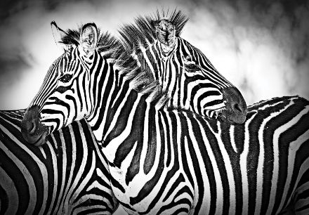 Obrazek Zwierzęta Zebry Czarno-Biała Afryka