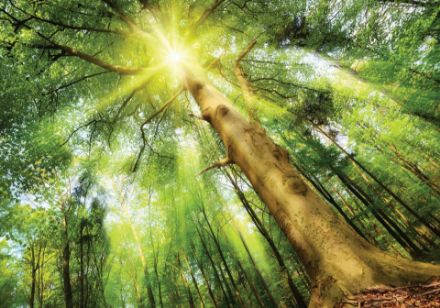 Obrazek Natura Las Słońce Drzewa Zieleń