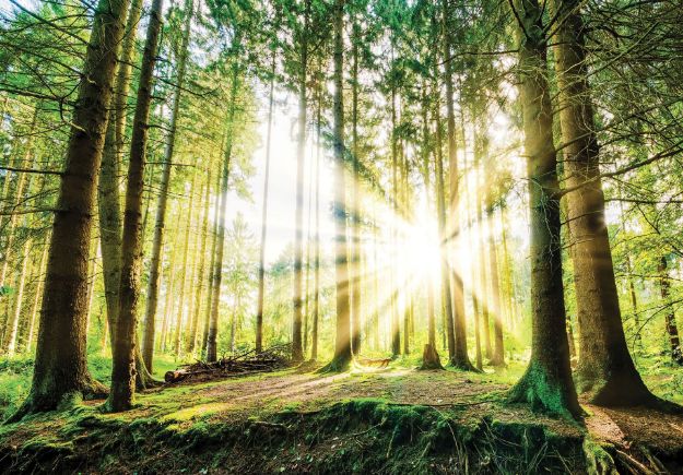Obrazek 10143 - Grüner Wald in der Sonne