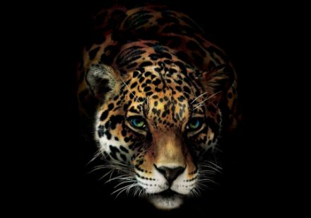 Obrazek Zwierzęta Koty Jaguar Dzika Natura