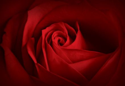 Obrazek Natura Kwiaty Czerwona Róża Makro