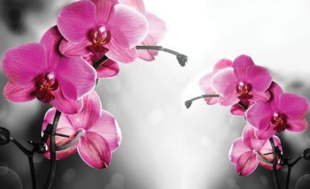 Obrazek Natura Kwiaty Storczyki Różowa Orchidea