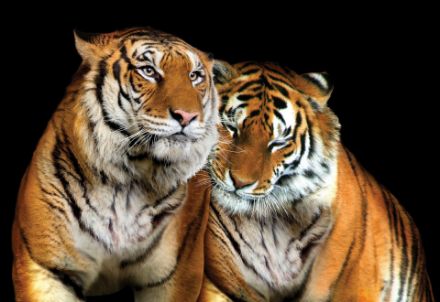 Obrazek Zwierzęta Tygrysy Koty Dzika Przyroda