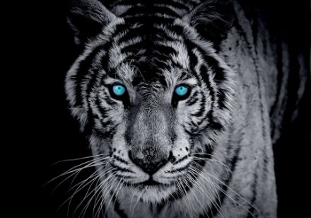 Obrazek Zwierzęta Tygrys Niebieskie Oczy Portret