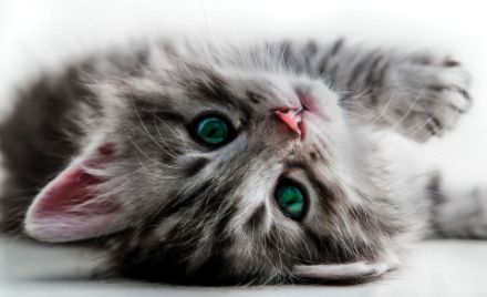 Obrazek Zwierzęta Kot Słodki Kociak Kotek