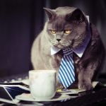 Obrazek 10397 - Geschäftsmann mit schwarzer Katze
