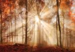 Obrazek 10471 - Herbstlicher sonniger Wald