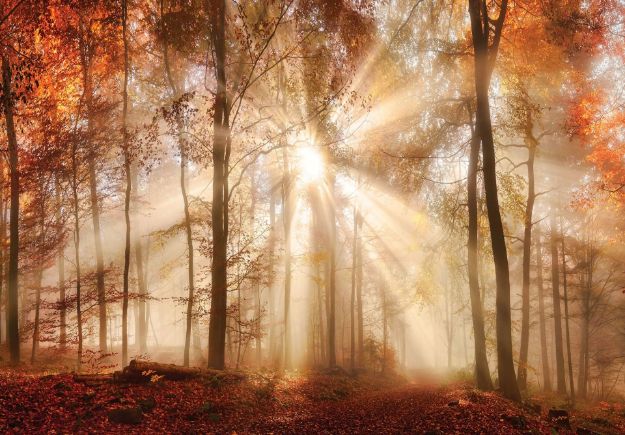 Obrazek 10471 - Herbstlicher sonniger Wald