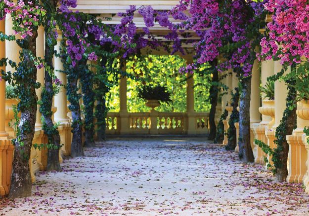 Obrazek 10877 - Terrasse mit Blumen