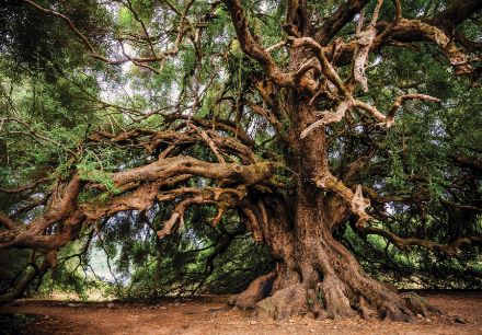 Obrazek Natura Las Drzewo Konary Gałęzie