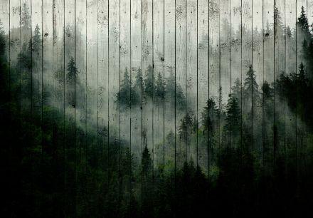 Obrazek Natura Las Mgła Deski Drewniane