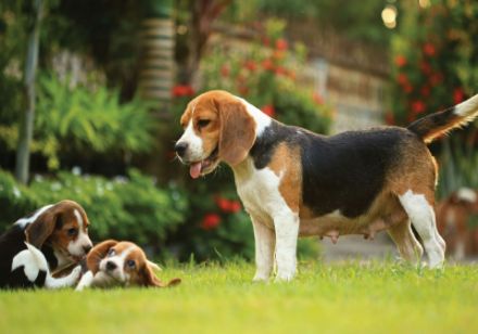 Obrazek Zwierzęta Pies Piesek Beagle Szczeniak