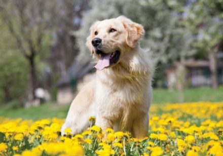 Obrazek Zwierzęta Pies Piesek Golden Retriever