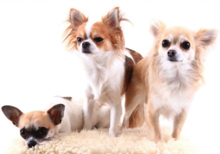 Obrazek Zwierzęta Pies Piesek Chihuahua Szczeniak