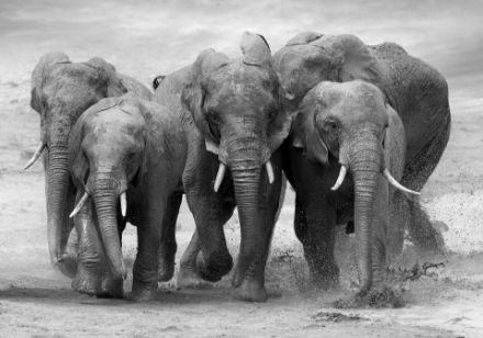 Obrazek Zwierzęta Słonie Afryka Fotografia Natura