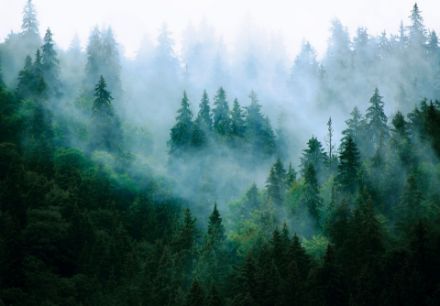 Obrazek 13757 - Las we mgle w zimnej tonacji 