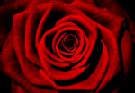 Obrazek 13487 - Rote Rose