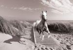 Obrazek 10229 - Pferd im Galopp am Strand