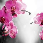 Obrazek 10155 - Rosa Orchidee