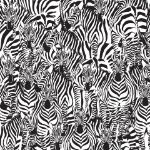 Obrazek 11042 - Zebra