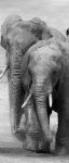 Obrazek 11578 - Elefanten