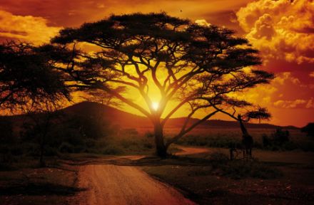Obrazek Krajobraz Natury Afryka Drzewo Słońce