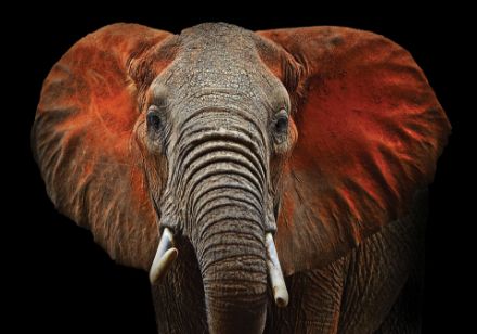Obrazek Zwierzęta Słonie Słoń Czerwone Uszy