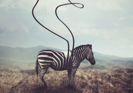 Obrazek Zwierzęta Zebra Fotografia Natura Krajobraz