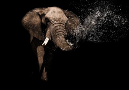 Obrazek Zwierzęta Słonie Słoń Fotografia Portret