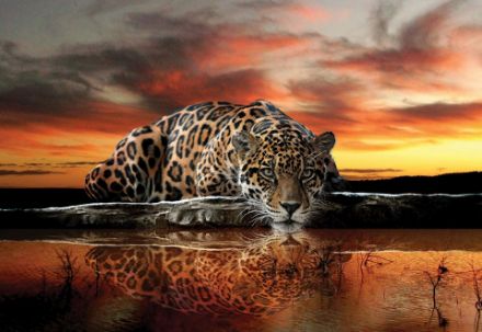 Obrazek Zwierzęta Koty Jaguar Natura Lustro
