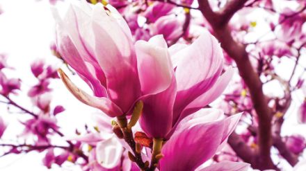 Obrazek 1341 - Różowa magnolia